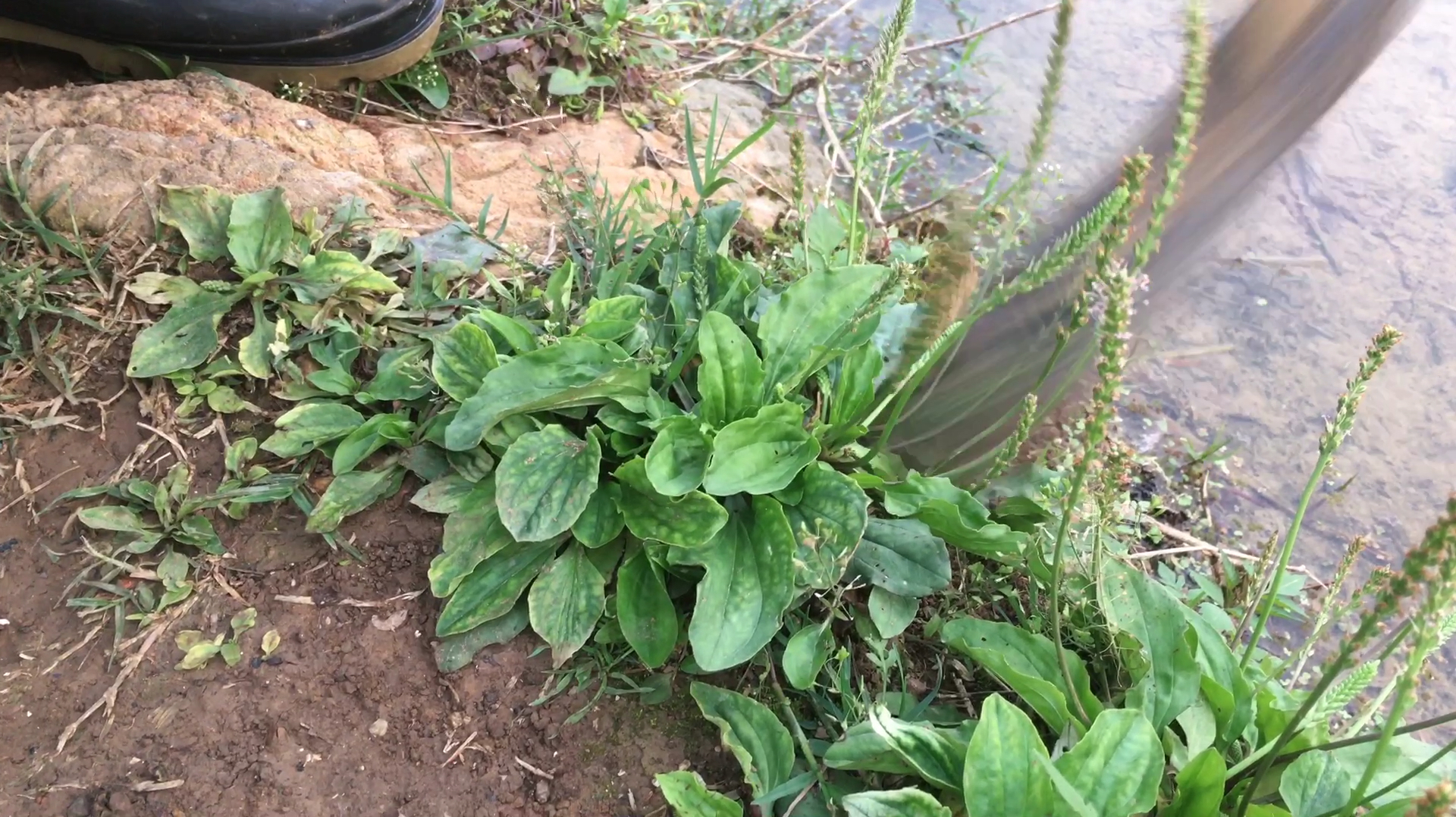 农村地里的一种植物,可以药用还能炒菜吃,你见过吗