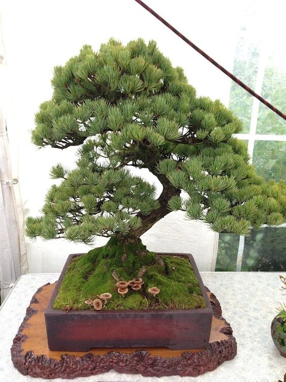 盆景欣赏:苍松翠柏,漫道无华争俏丽,长青更胜一时芳