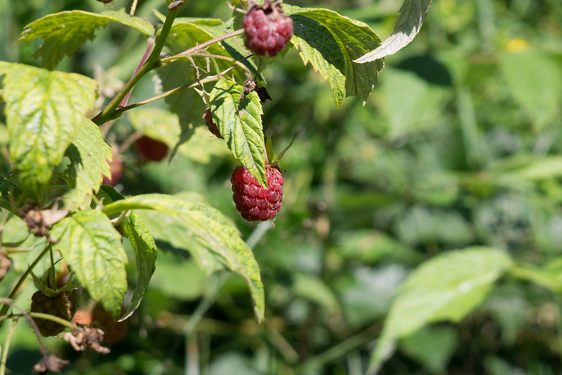 [原文:茅莓是一种营养丰富的野生.