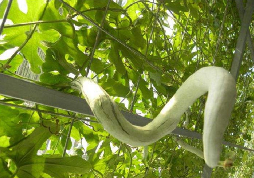 站了一会,发现这条"大青蛇"半天居然一动也不动,难道是死了?