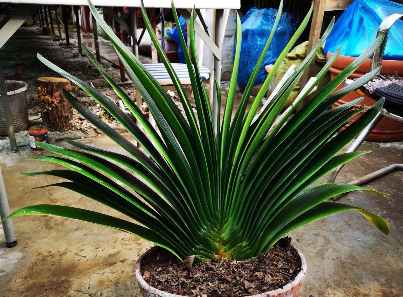 大爷养的君子兰,3年长成大扇子,花杆拇指粗