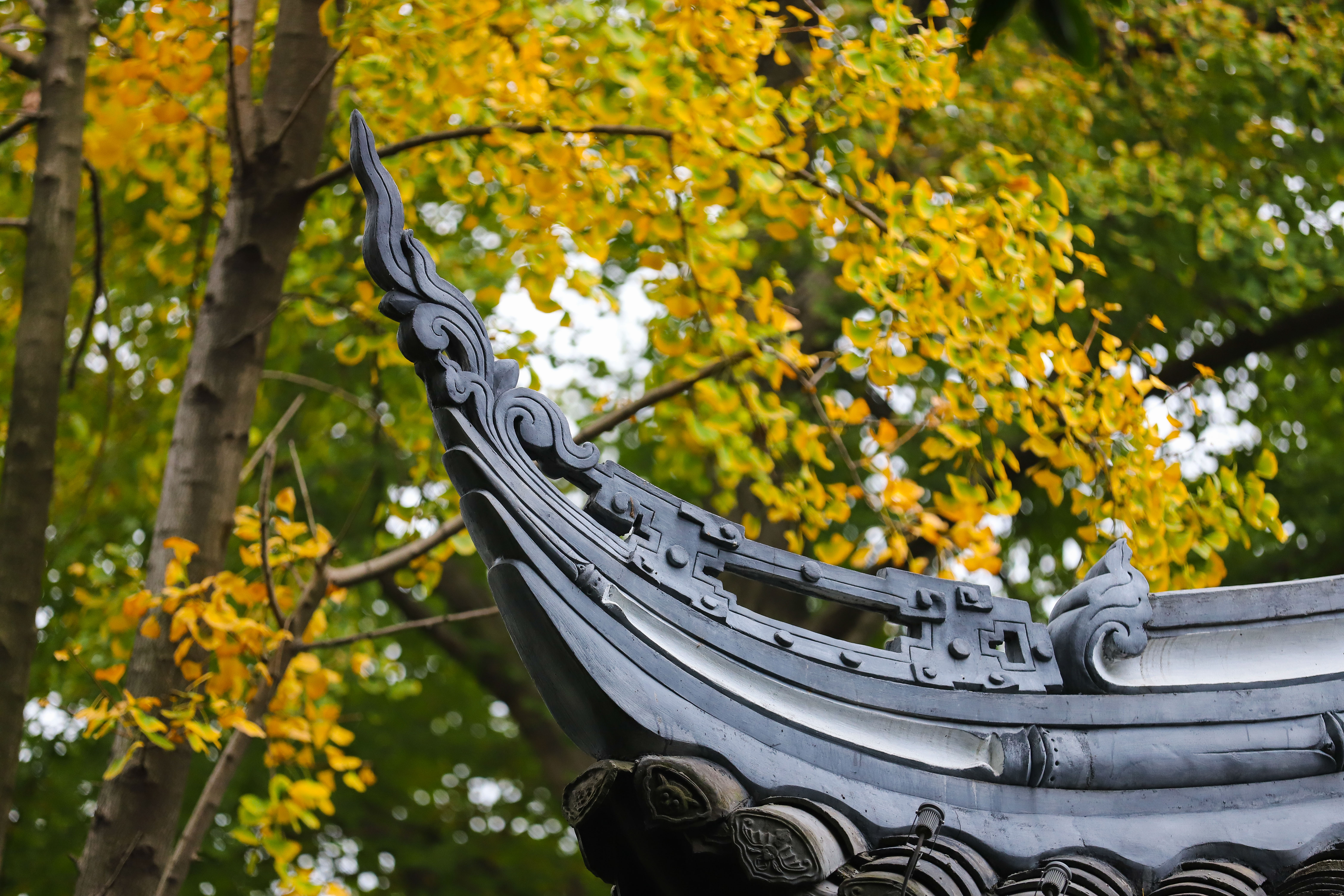 现在秋色最浓,亭台楼阁间的黄叶十分好看.