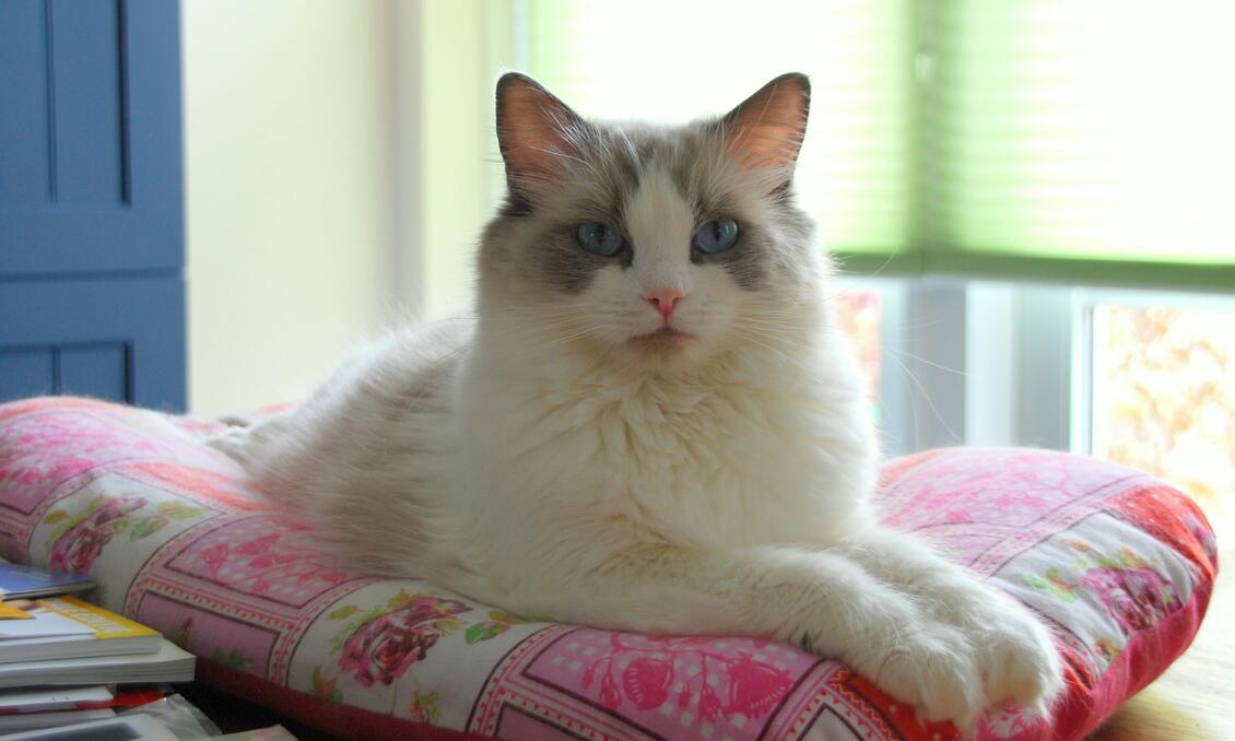 百度爱采购首页 商品专题_布偶猫特征:这里的蓝色并不是我们熟悉的