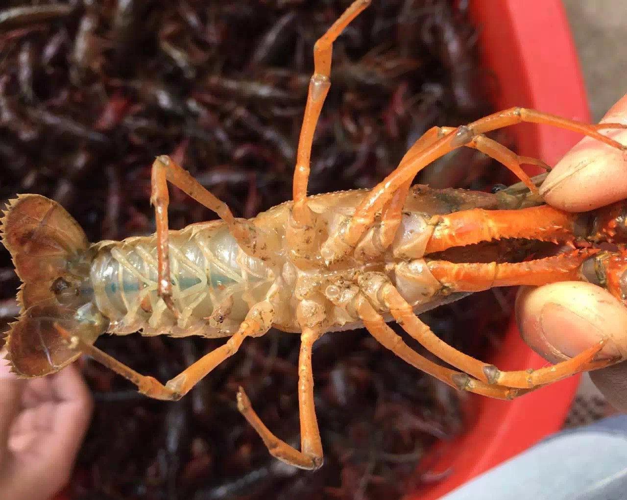 小龙虾有青虾和红虾,究竟哪种好?商贩说漏嘴,下次可别再买错了