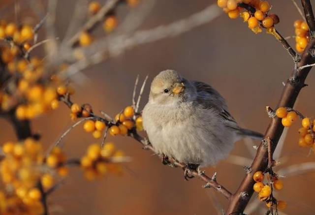 小动物们爱吃沙棘果