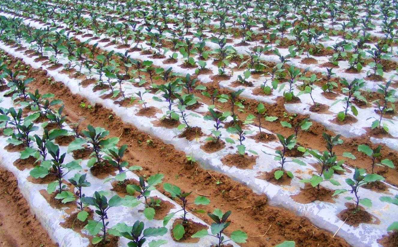 露地茄子种植 - 2020年最新商品信息聚合专区 - 百度爱采购