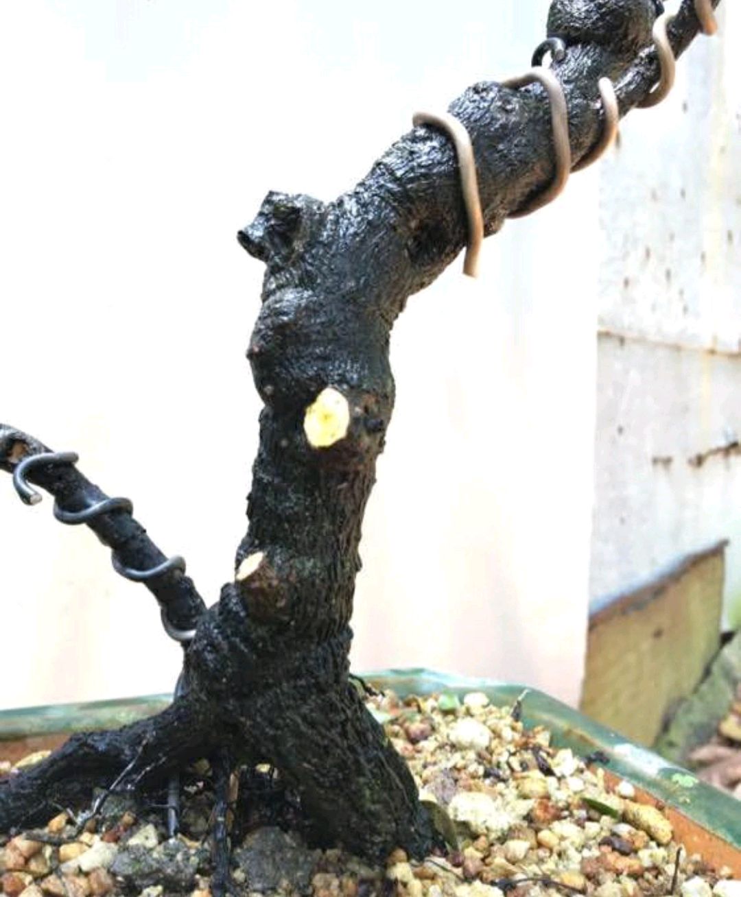 周末没事,给黑骨茶做个发型,理发以后黑骨茶盆景瞬间上了个档次