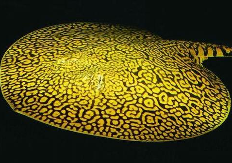 让我们一起来了解一下帝王老虎魟的繁殖