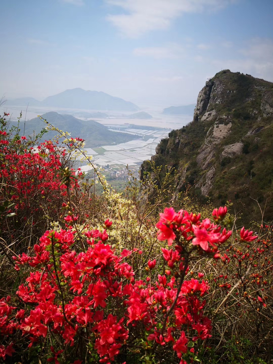 温岭上保山上杜鹃花已开,漫坡娇艳等你来! 转载自百家号作者:温州古道