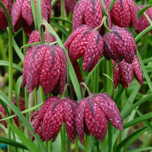 平贝母的种植技巧是这样的,来学习一下吧