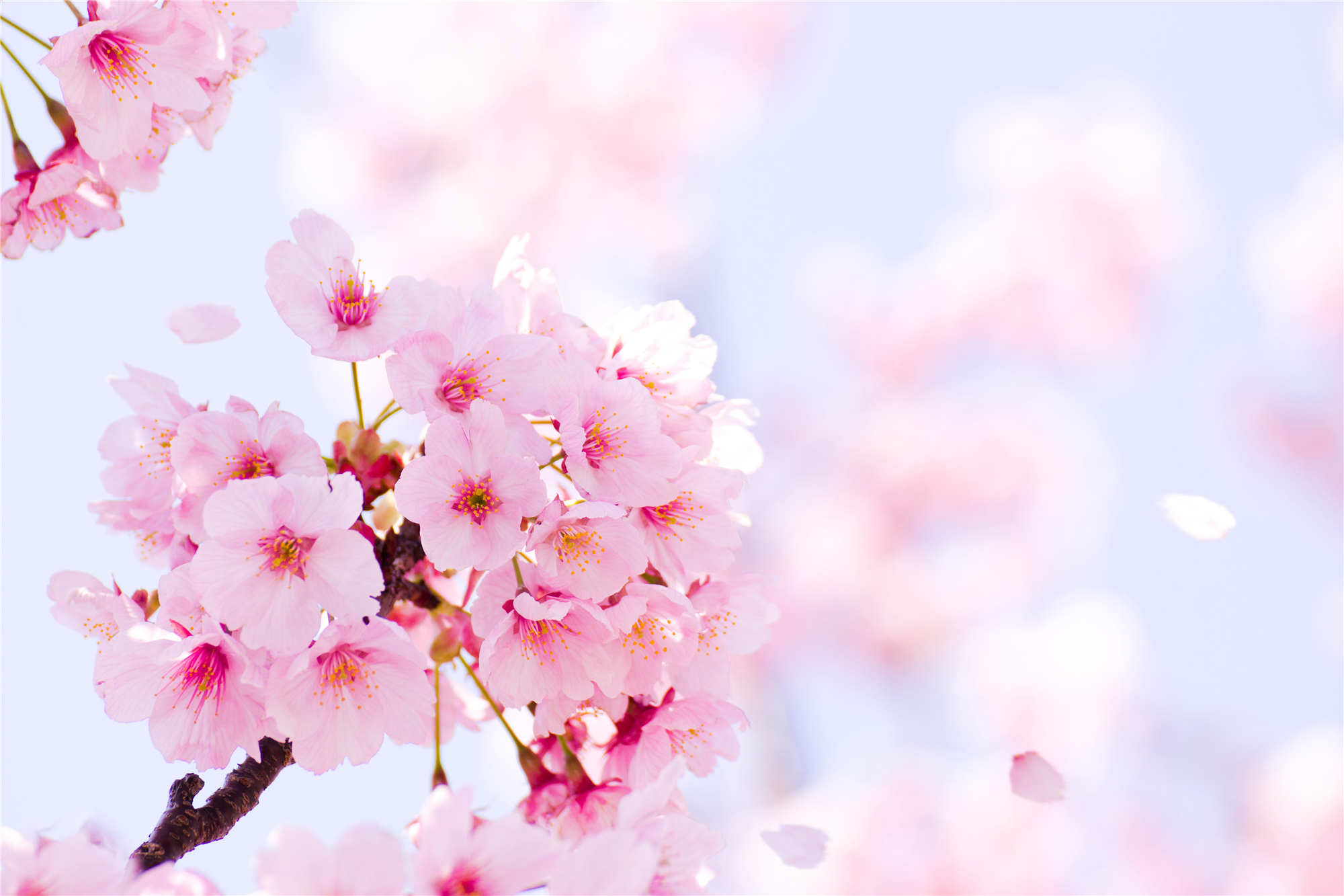 樱花照片真实图片(樱花照片真实图片 手机壁纸)