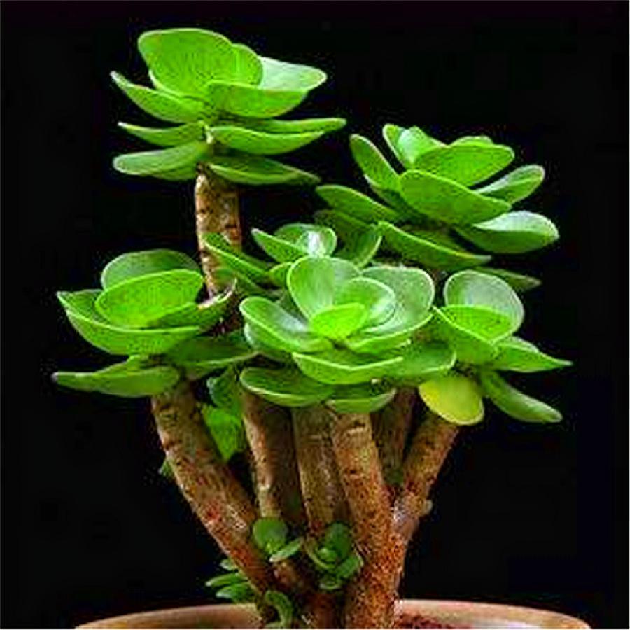 金钱木有"3怕",难怪叶片稀少还发黑,学会了晶莹如玉绿如翡翠