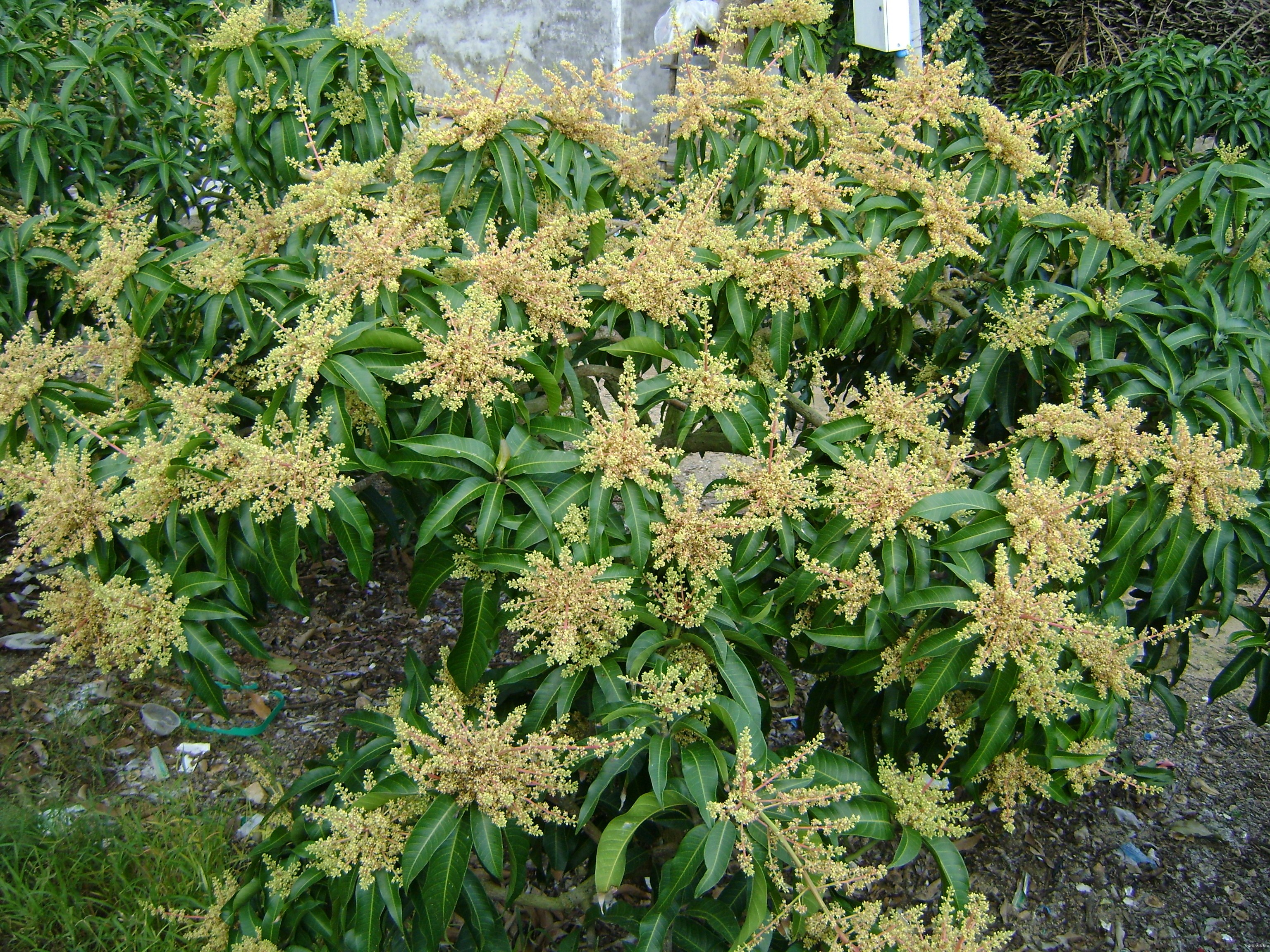 芒果樹開花 轉載自百家號作者:農科幫