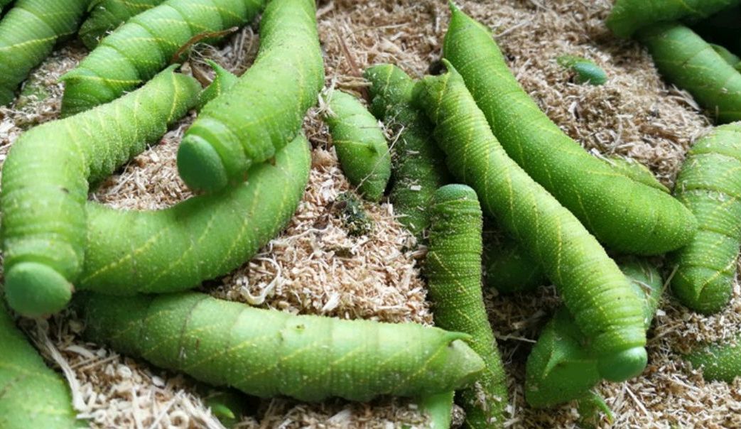 此外,豆虫加工后的豆虫皮可以作为药材,其物质基础就是虫体甲壳素,与