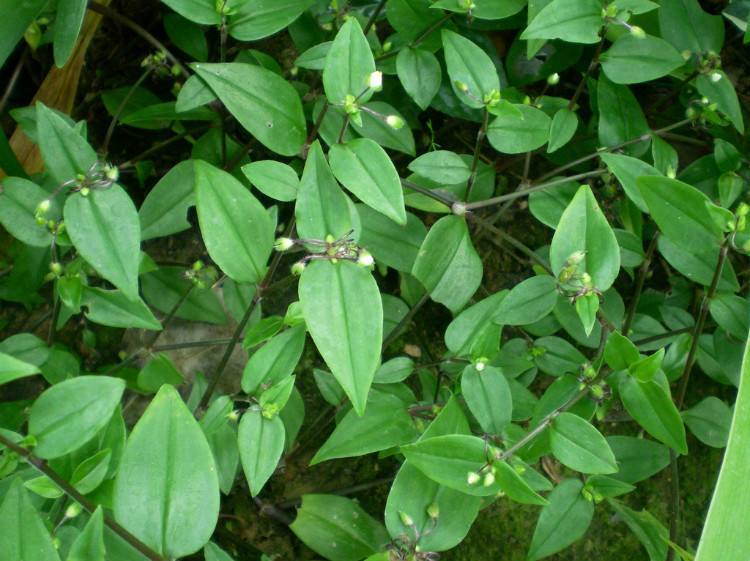 农村的一种野草,相貌平平却功能巨大,俗称"蛇竹草"