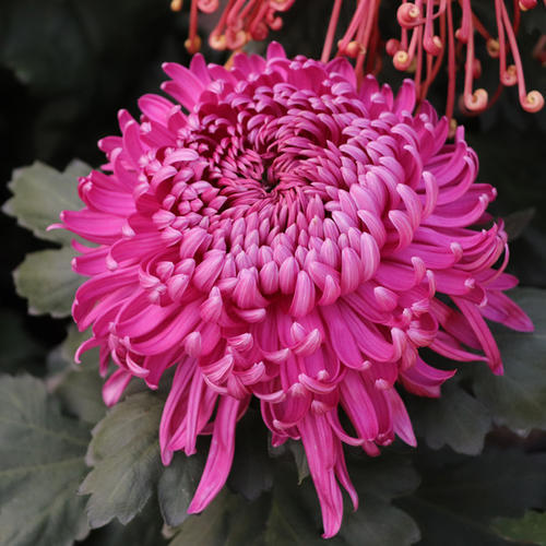 4月发文:喜欢菊花,不如养盆精品名菊洹水紫桂