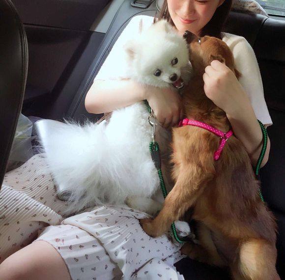 博美犬喜欢随地大小便,主人想了个妙招,看看你能不能改变