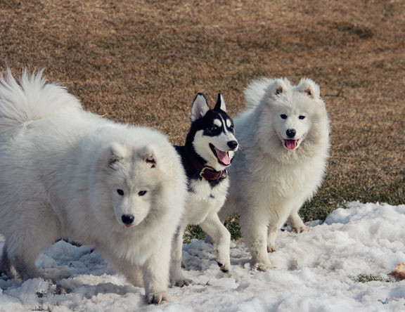 "雪橇三傻"看完标题我笑了