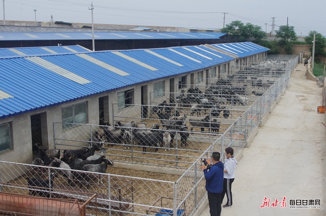 「寻香环县?"羊名"天下」陇东黑山羊:从黄土塬"红"到全国