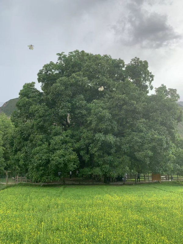 「新时代边疆行」西藏朗县:千年核桃林结出累累"致富果"