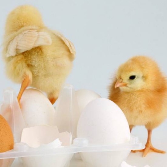 一群圆墩墩的小鸡,叽叽地叫着,左顾右盼,让你笑得合不拢嘴