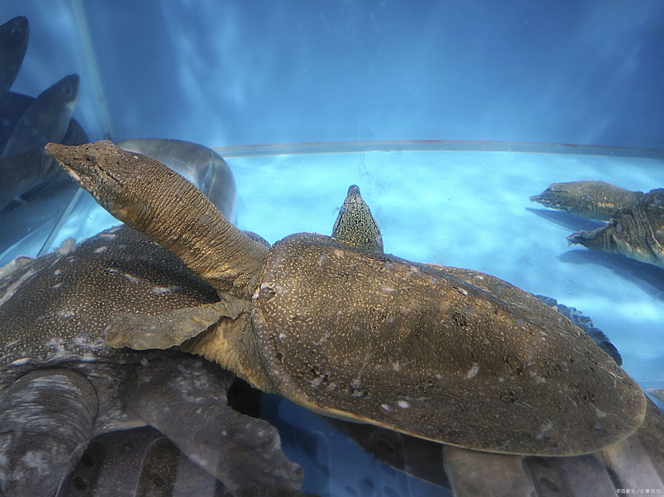 百度爱采购首页 商品专题_收壳就这个老鳖壳来说,过去是因为老鳖生长