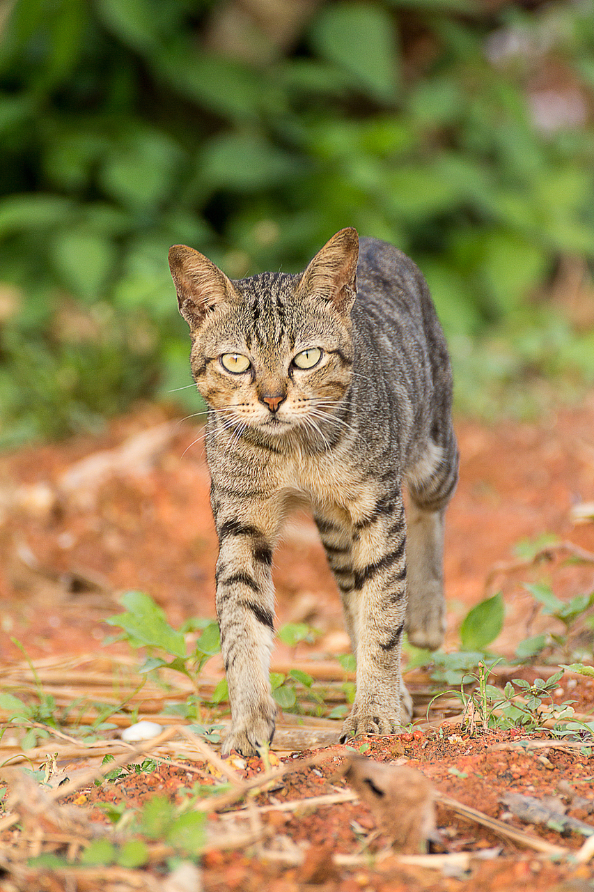 狸花猫长啥样图片