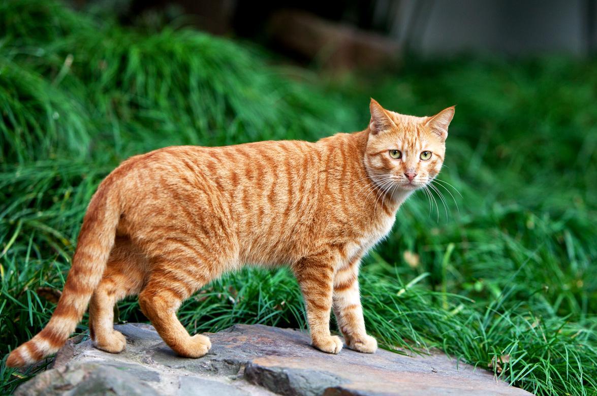 把我国的狸花猫和国外的宠物猫扔到原始森林,谁的生存几率大一些