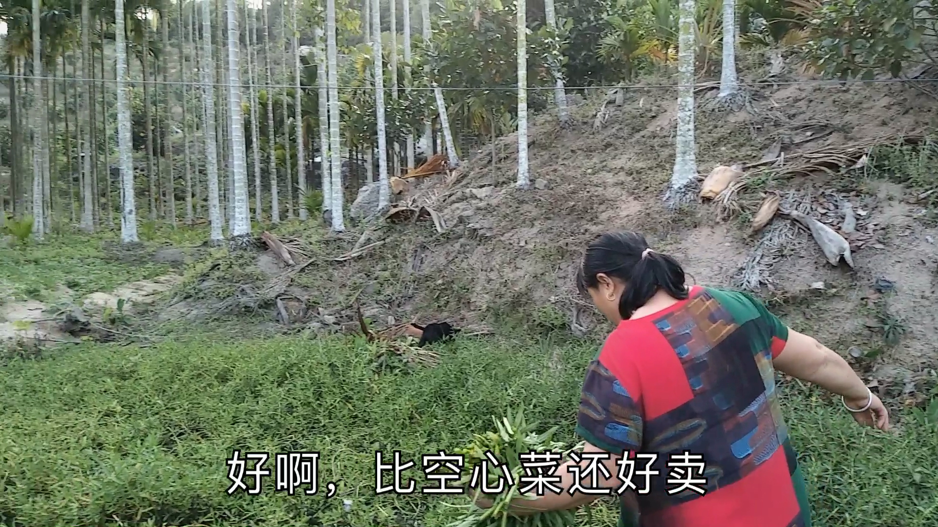 海南黎家菜谱:热带无公害野生苦菜,美味爽口,忆苦思甜