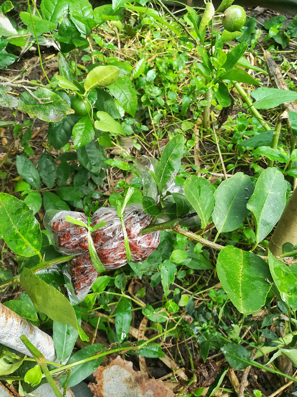 咬一口 就能中毒睡了17个小时!大学生误将商陆当作人参,不信?