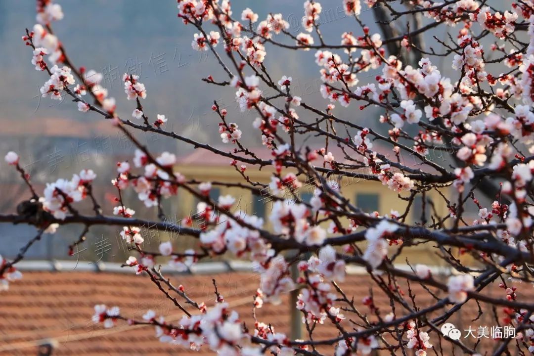 春天,沂蒙山區的杏花