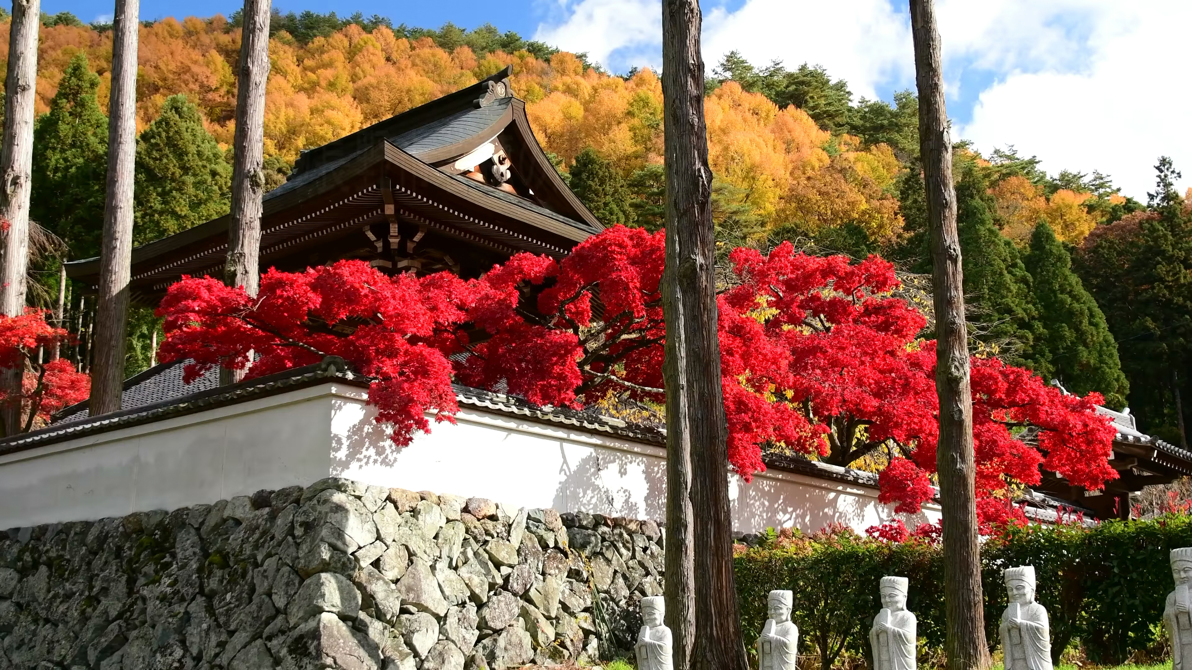 看看风景 血红枫叶