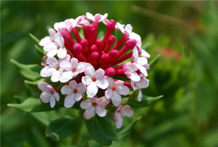 斷腸草,拔蘿蔔,饅頭花,燕子花