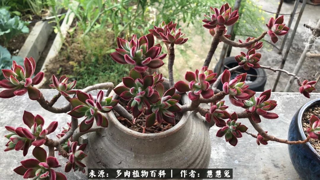 我的治愈系精灵,和那些腌菜罐里的多肉老桩们!