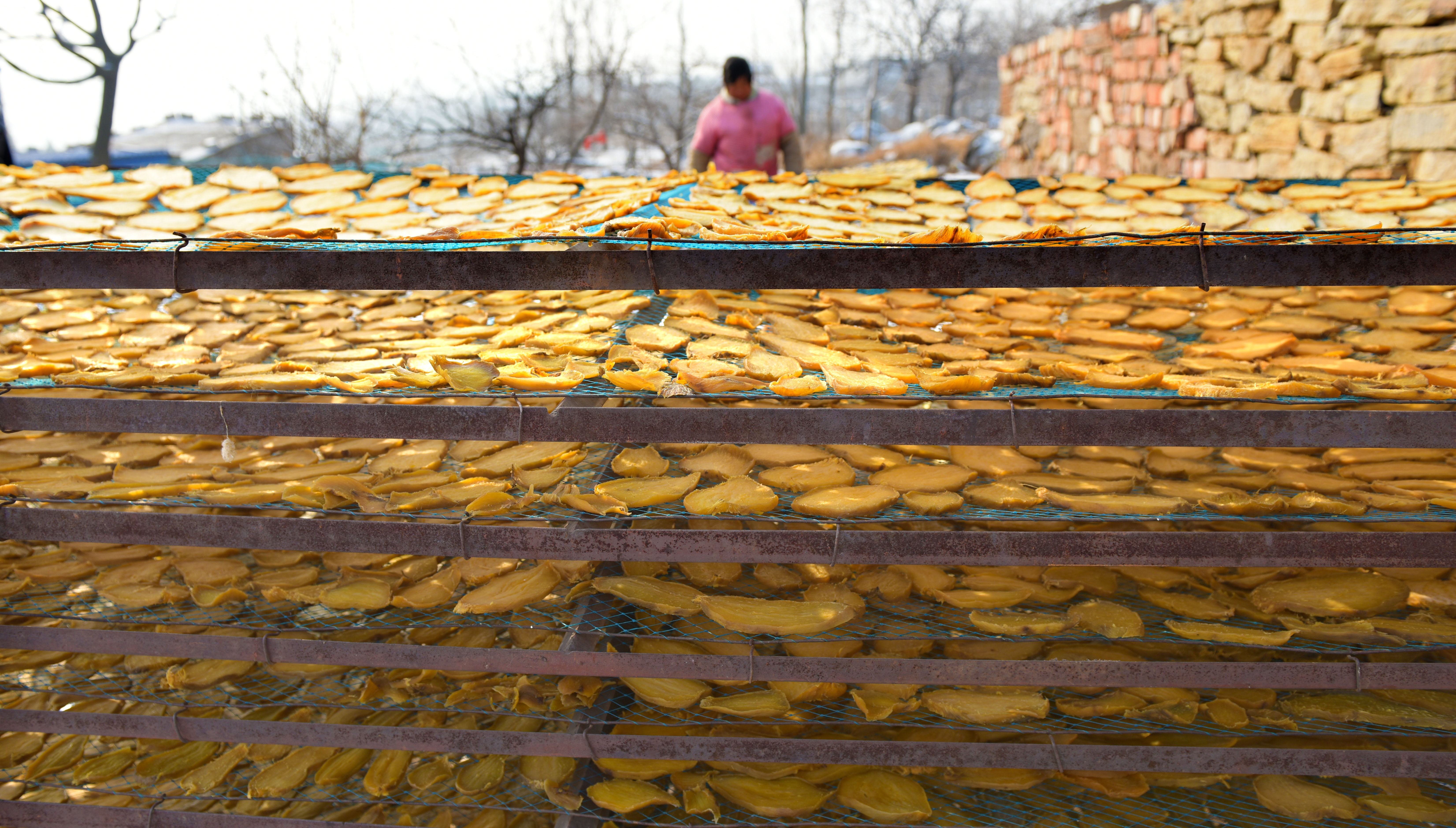 山东枣庄:冬日地瓜干晾晒忙