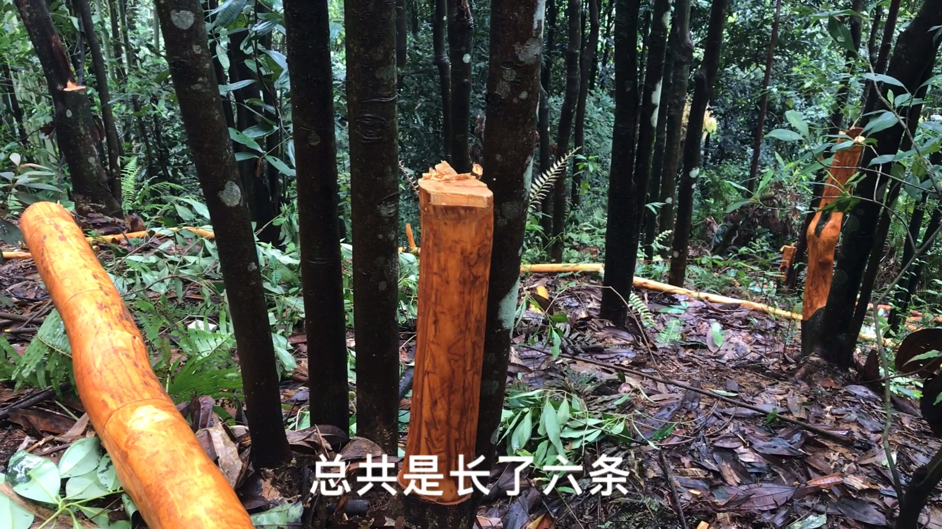 这棵肉桂树太给力了,一棵顶六棵,我家肉桂树都这样长就发了