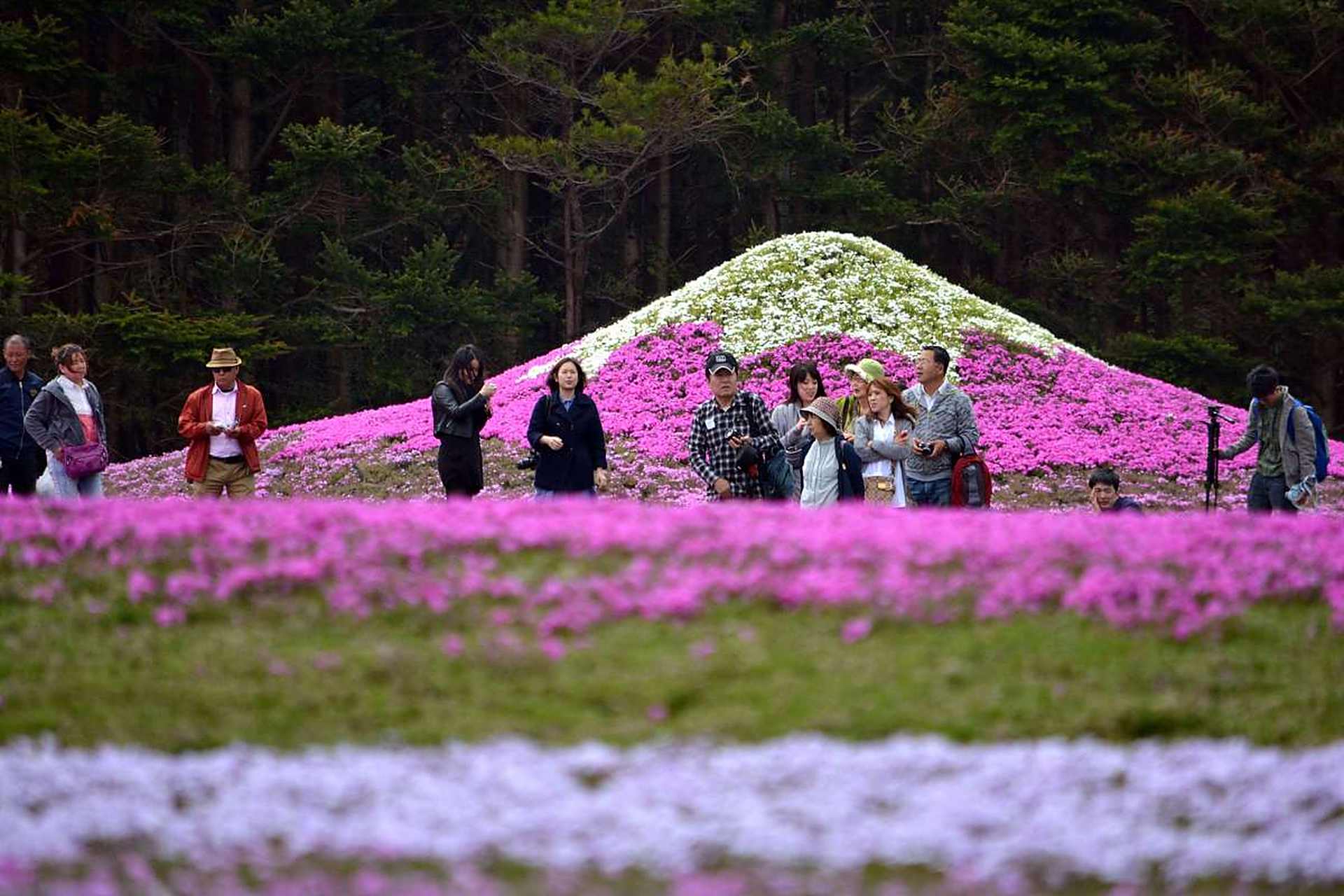 重庆涪陵大木花谷·林下花园,这个美不胜收的花园集群,你一定不能错过