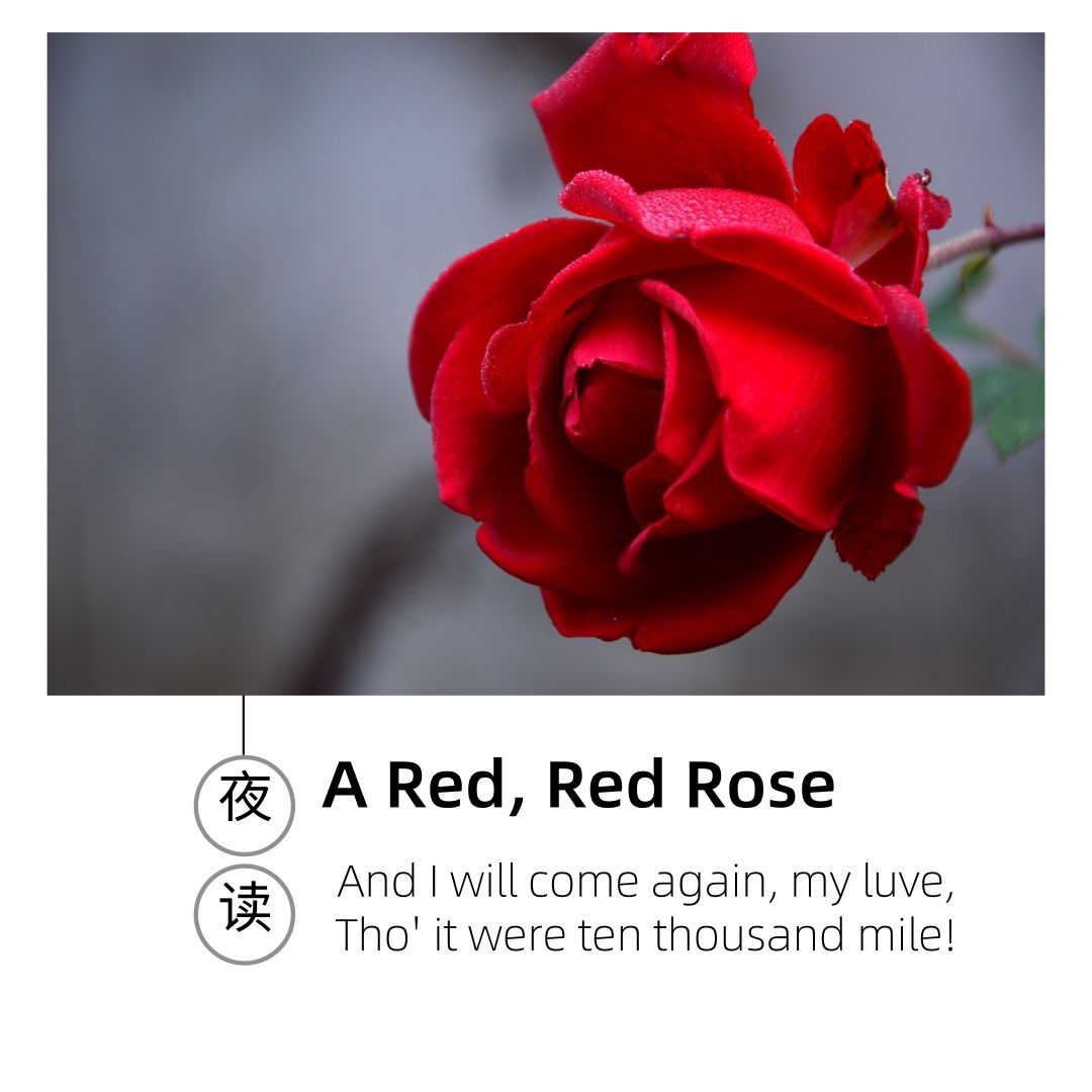 英文夜读|a red red rose