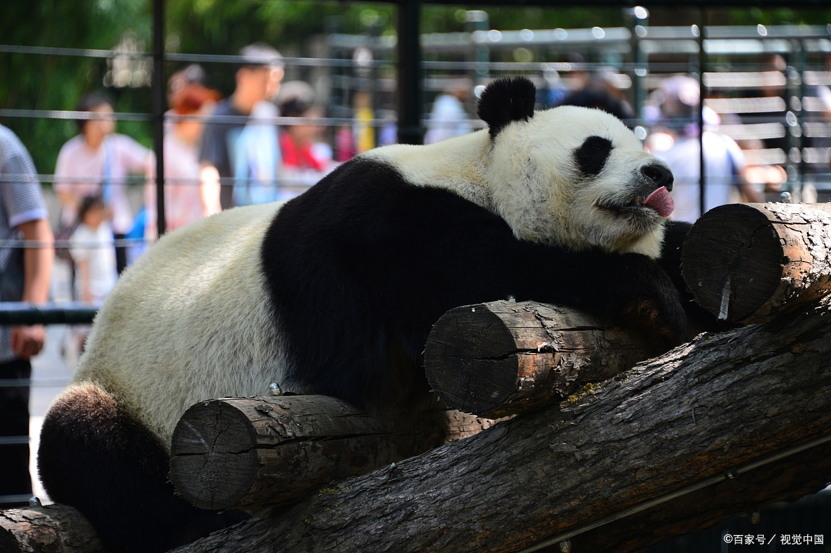 游成都春熙路大熊猫游玩攻略