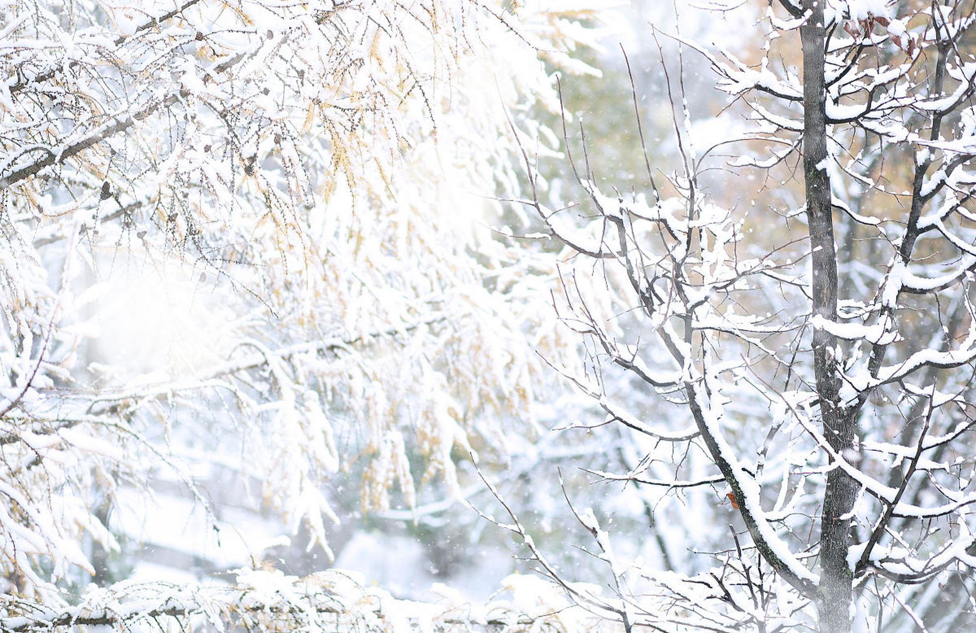 风一更,雪一更.聒碎乡心梦不成,故园无此声.