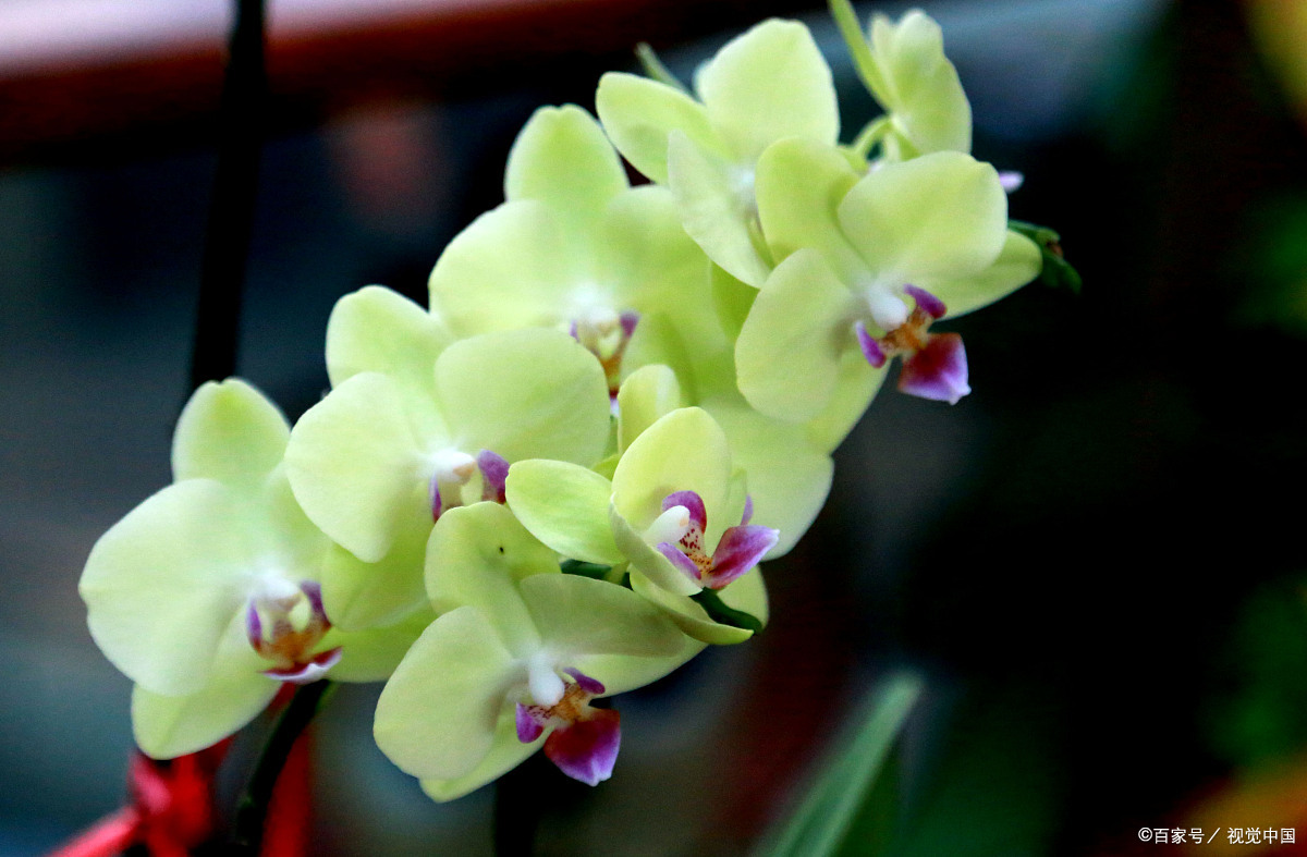 蝴蝶兰 - 热门商品专区