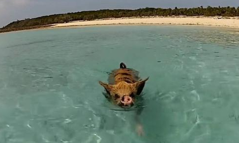 这座岛被一群猪占领,它们每天除了吃就是睡,没事还会游泳