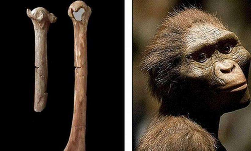 为什么东非大裂谷的类人猿露西是人类的祖先?为何称作人类祖母?