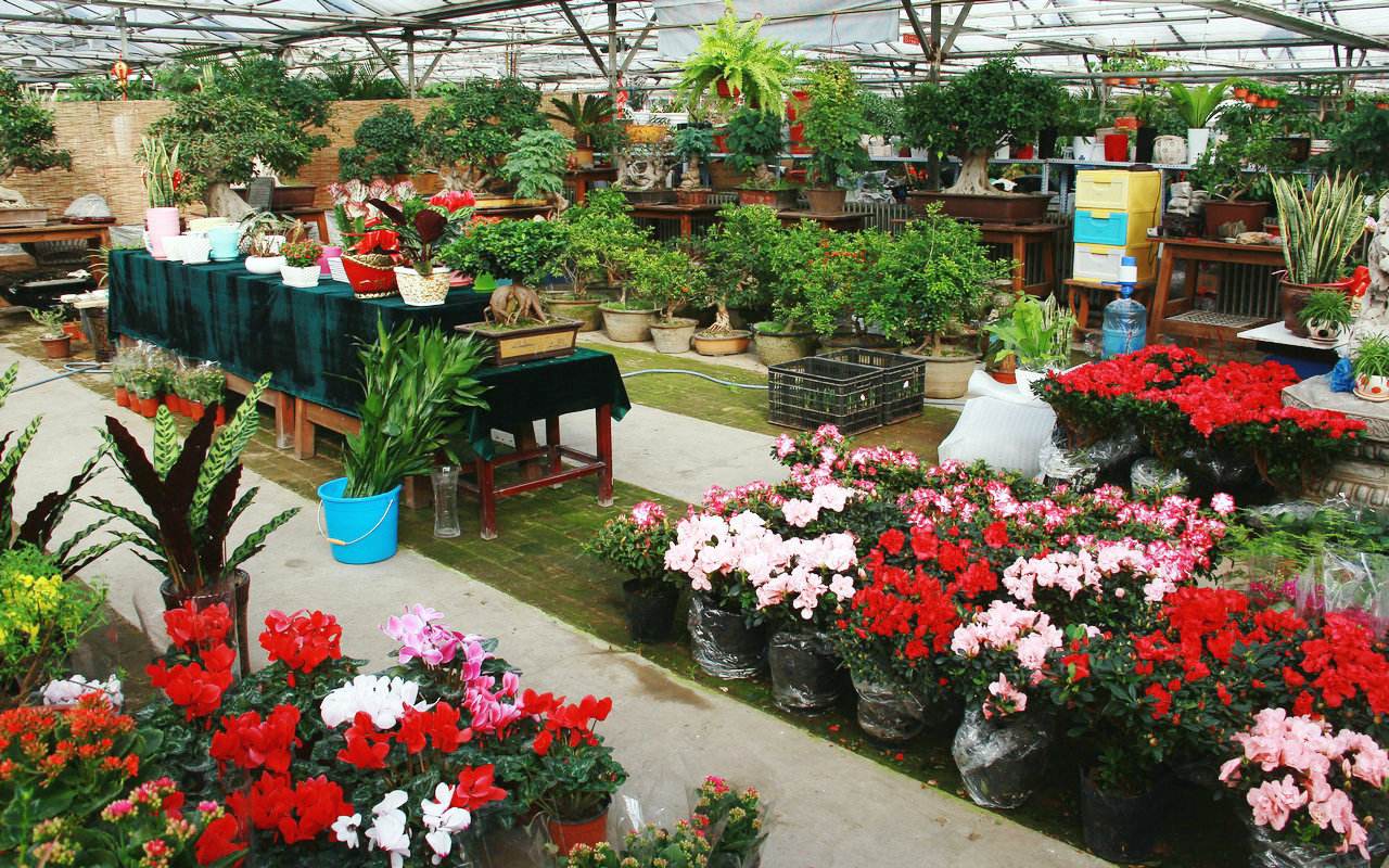 天津花卉市场图片