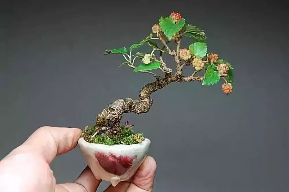 拇指盆景:拇指尖的世界,小的不可思议,美的精美绝伦