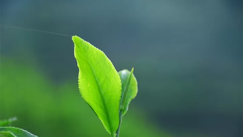 一片茶叶图片美图图片