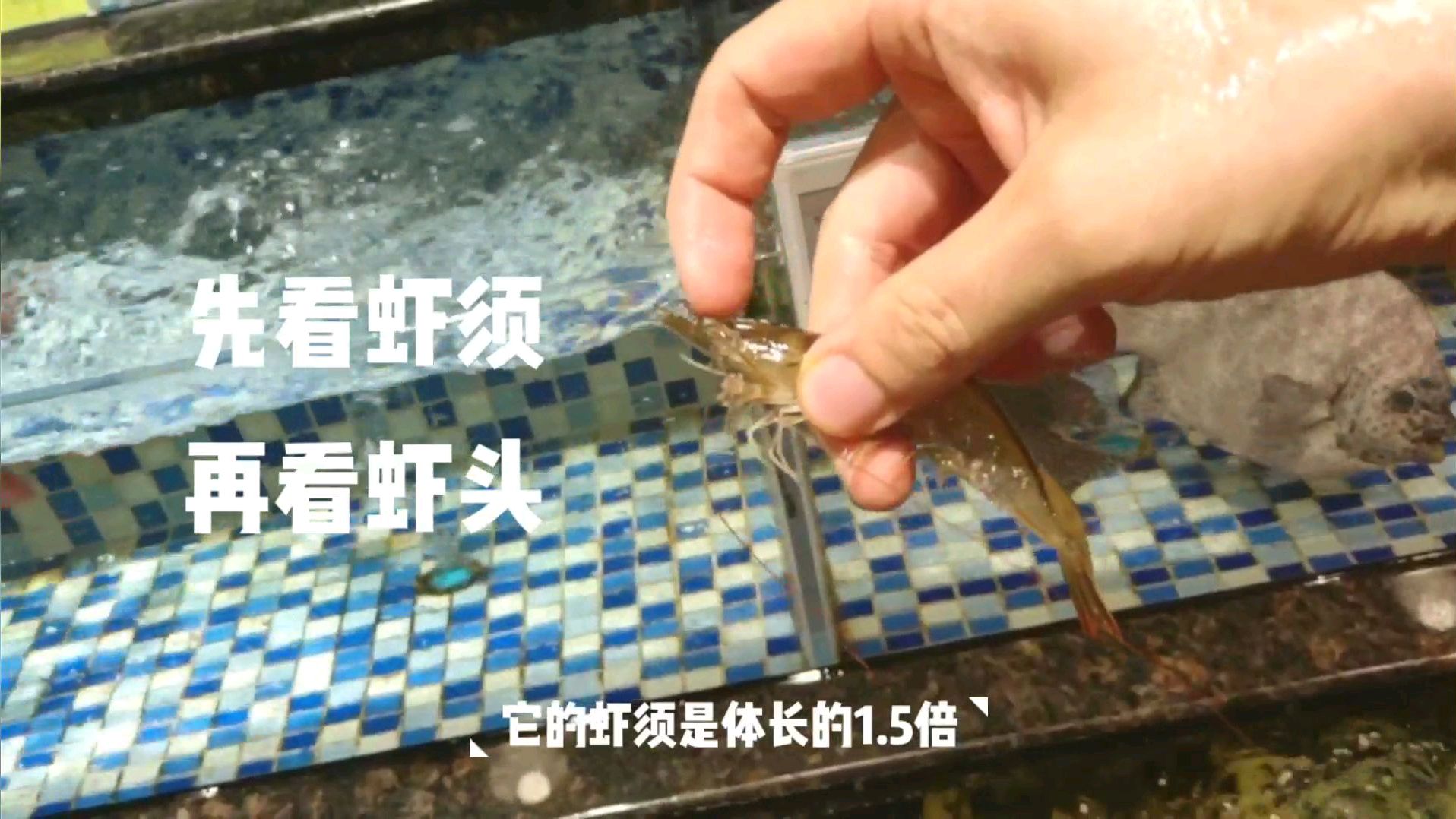 在海南吃海鲜,怎么区别野生和养殖?怎么辨别新鲜不新鲜?