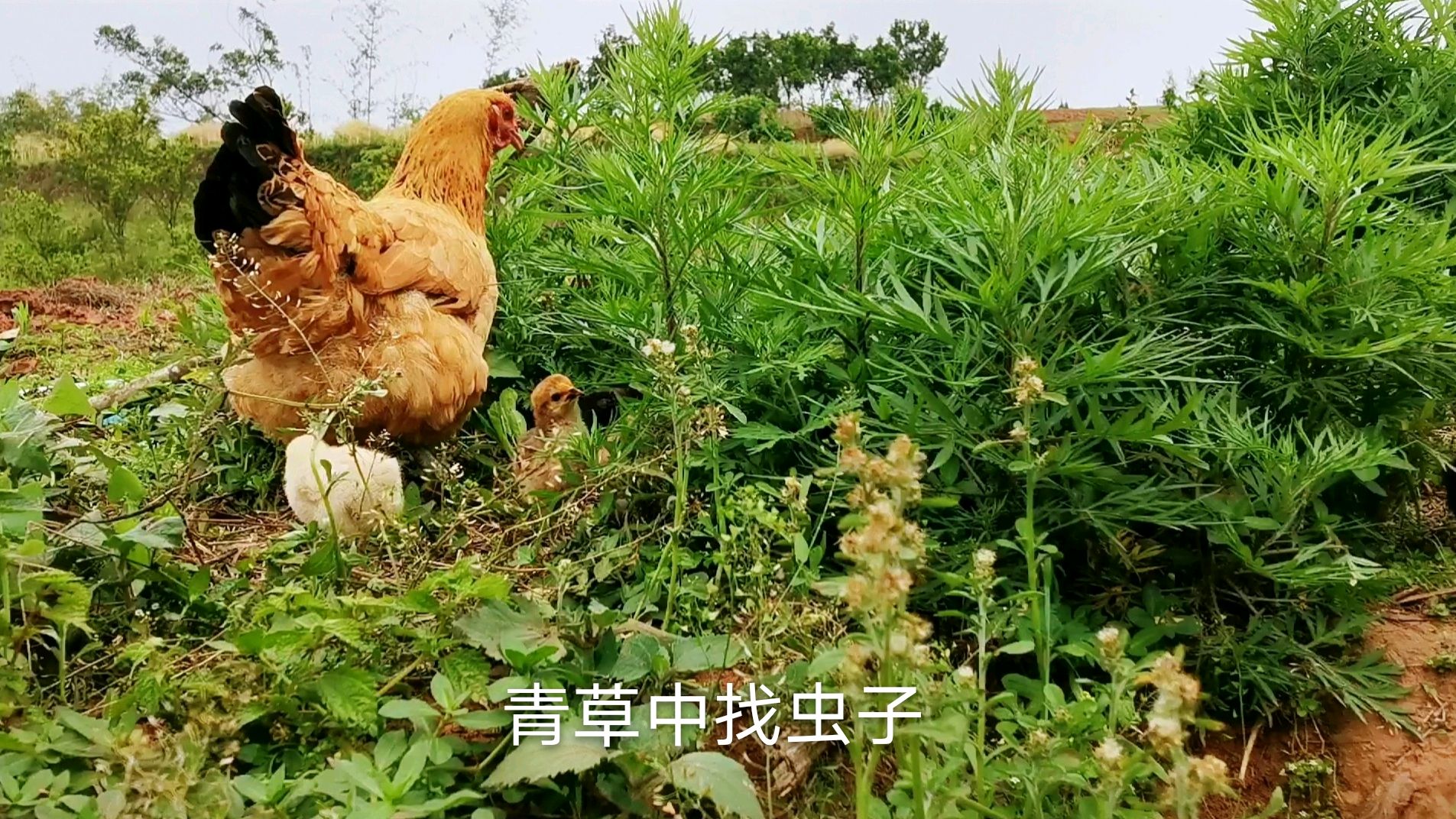 母鸡带小鸡草丛觅食,想午休一会儿,被两只猫猫打扰