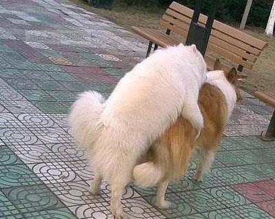 公狗之间骑跨的"4个原因"!