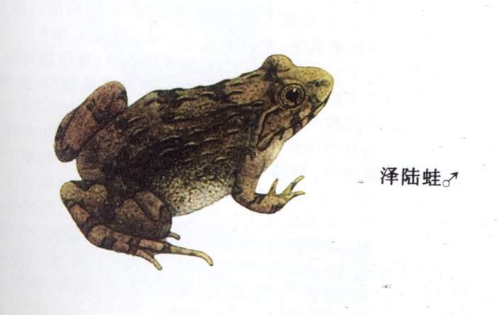 泽陆蛙知识科普,这些不能错过,应该让更多人知道!